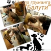 Профессия Грумер.  Обучение - груминг собак и кошек.  Стрижка,  Триминг