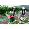 Работники на уборку овощей в теплицы